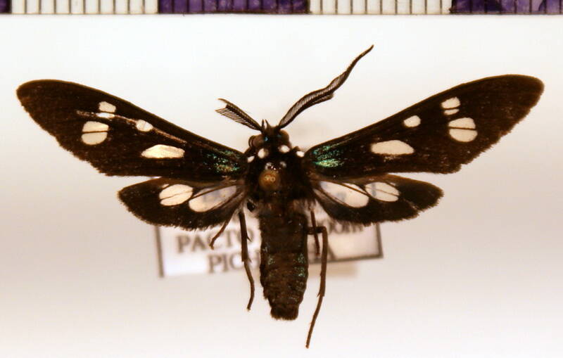 phaio_sp01-standard.jpg