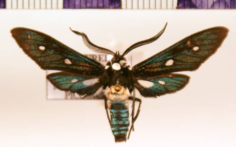 phaio_sp02-standard.jpg