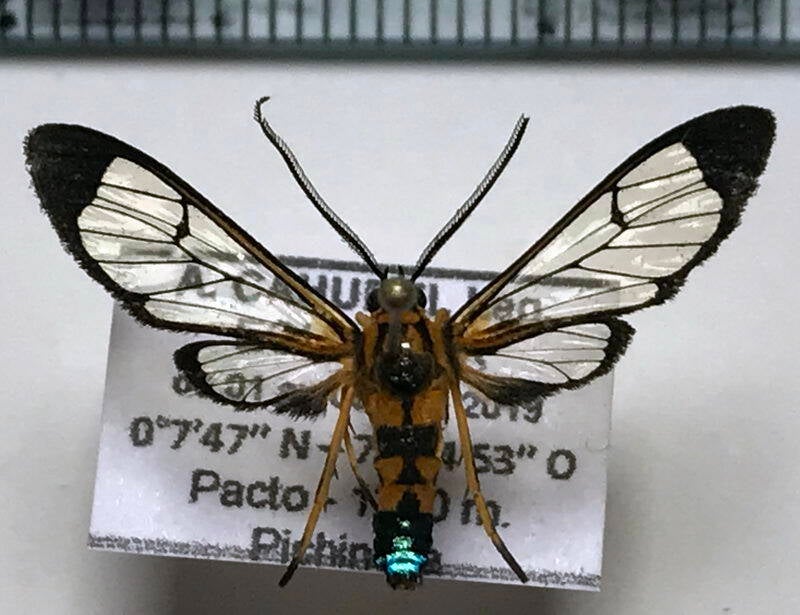 pheia_elegans_m03_eq-standard.jpg