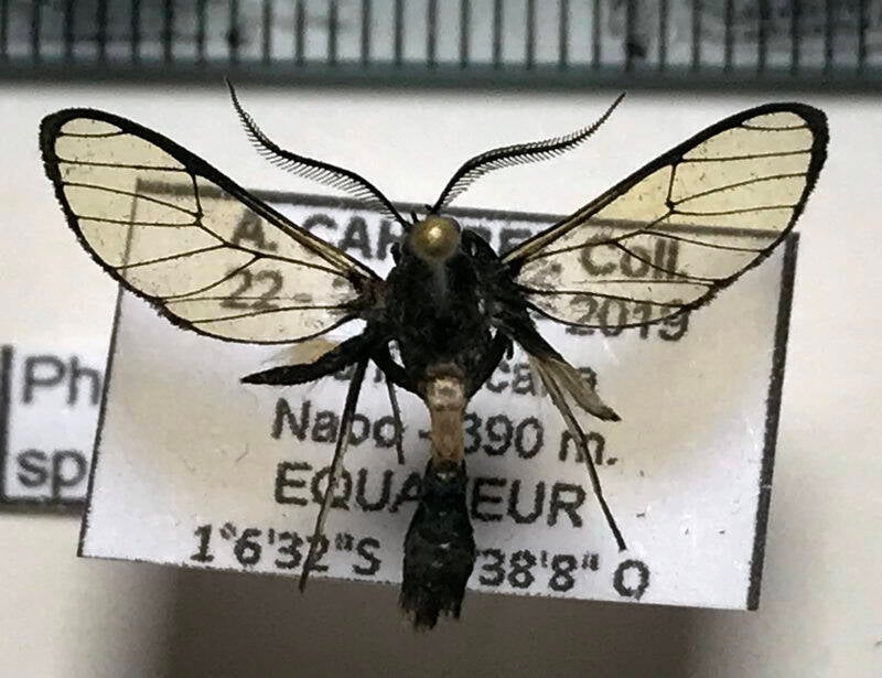 pheia_sp595_m_eq-standard.jpg
