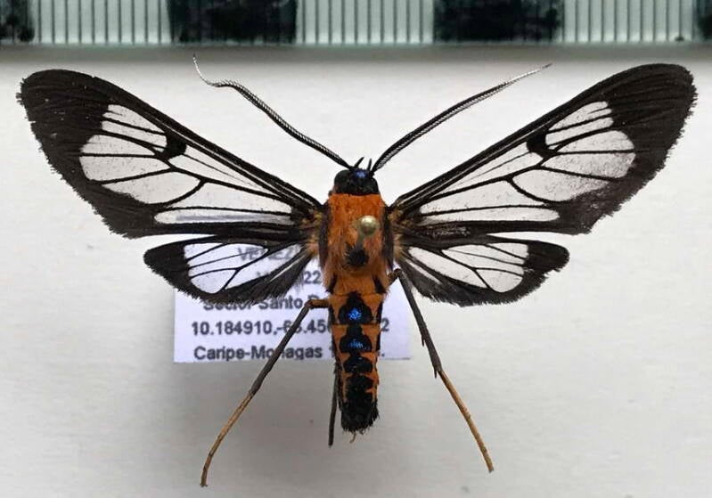 pheia_sp909_m_venz-standard.jpg