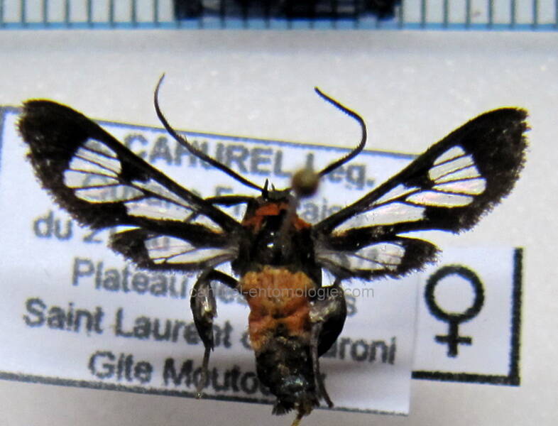 pheia_xanthozona_gf_f01-standard.jpg
