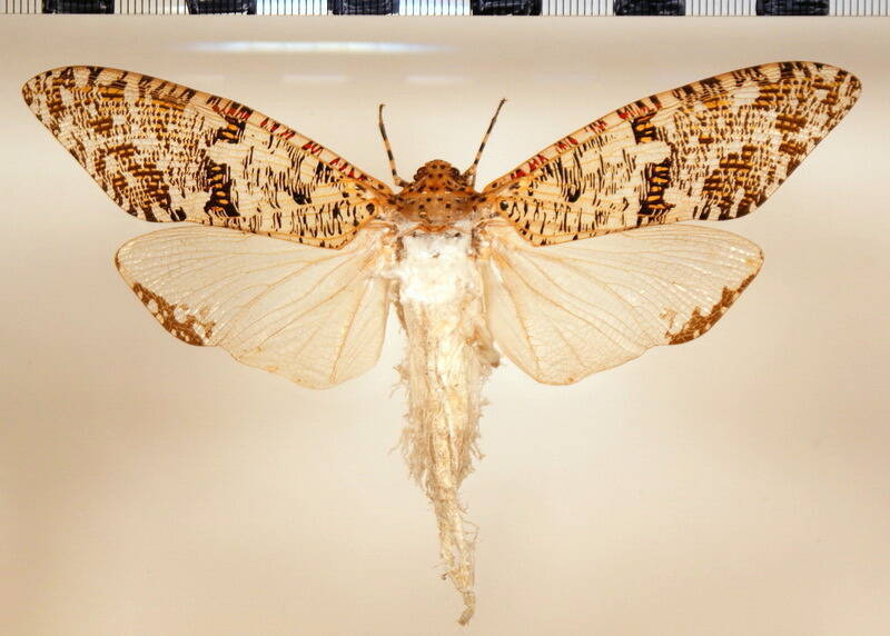 phenax_variegata_f-Guyane fr