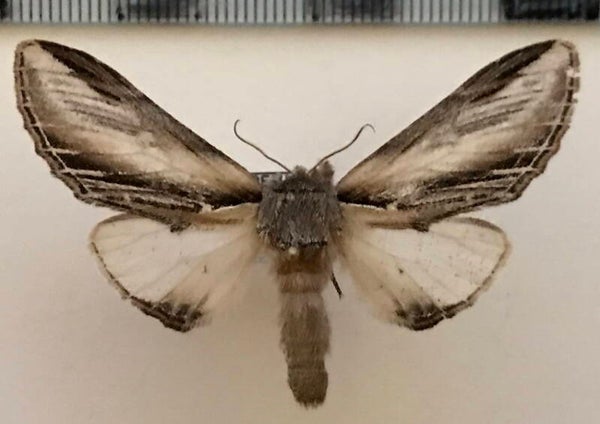 Pheosia tremula mâle France