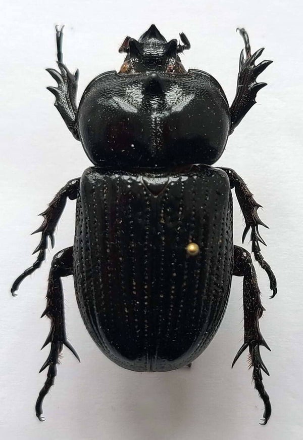 Phileurus dydimus  mâle  Guyane fr