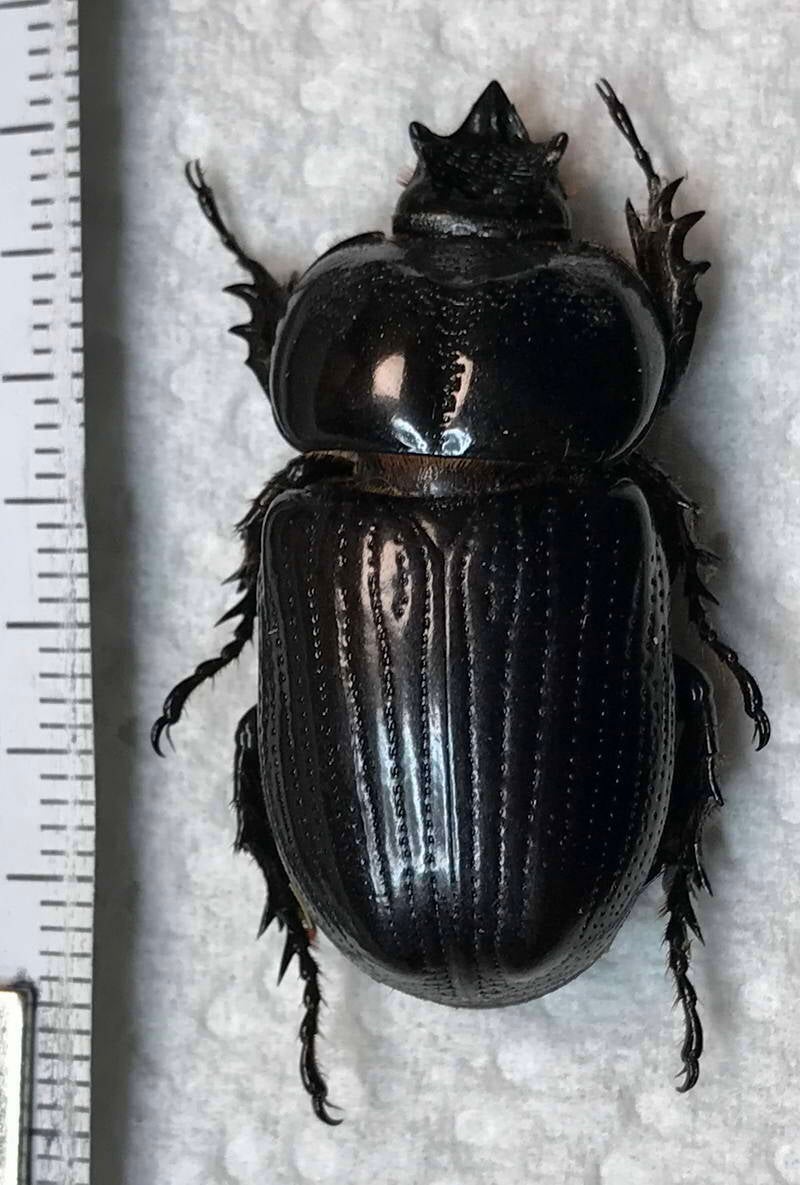 phileurus_quadrituberculatus_Guyane fr