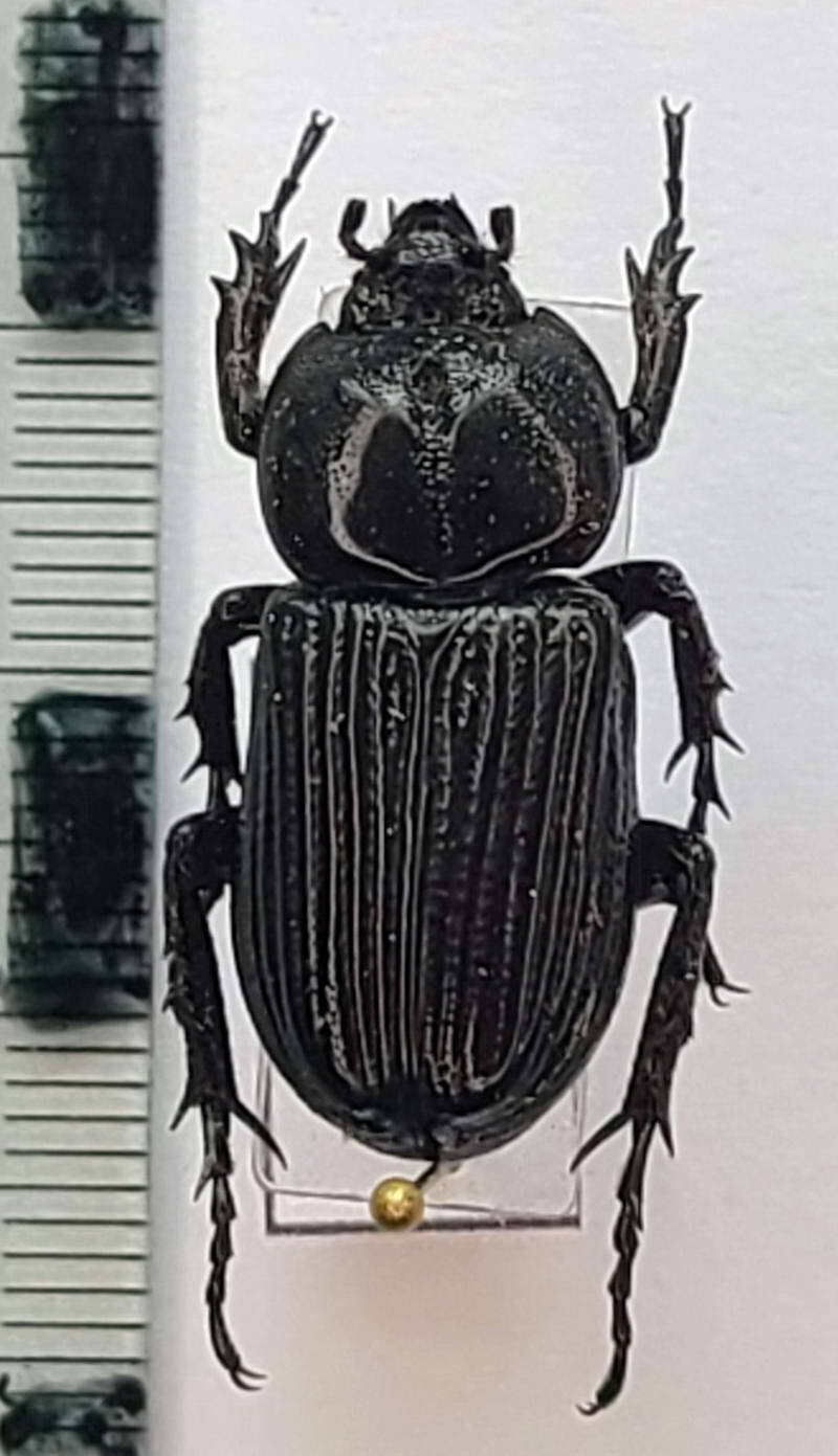 phileurus_sp_Guyane fr