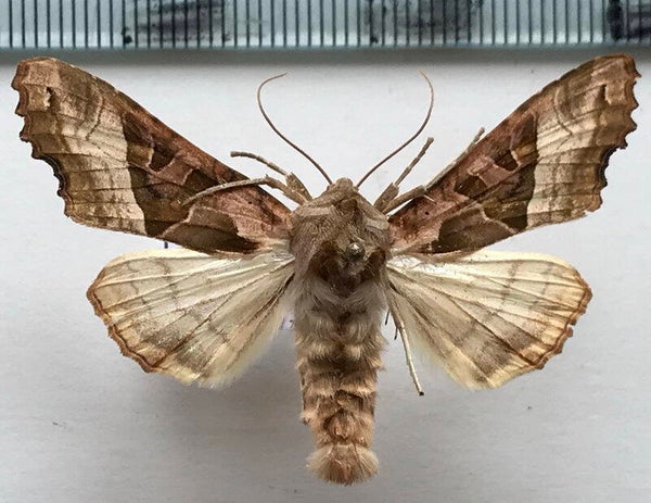 Phlogophora meticulosa mâle Italie