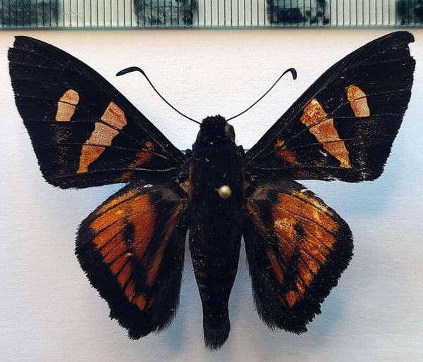 Phocides yokhara mâle A1- Equateur