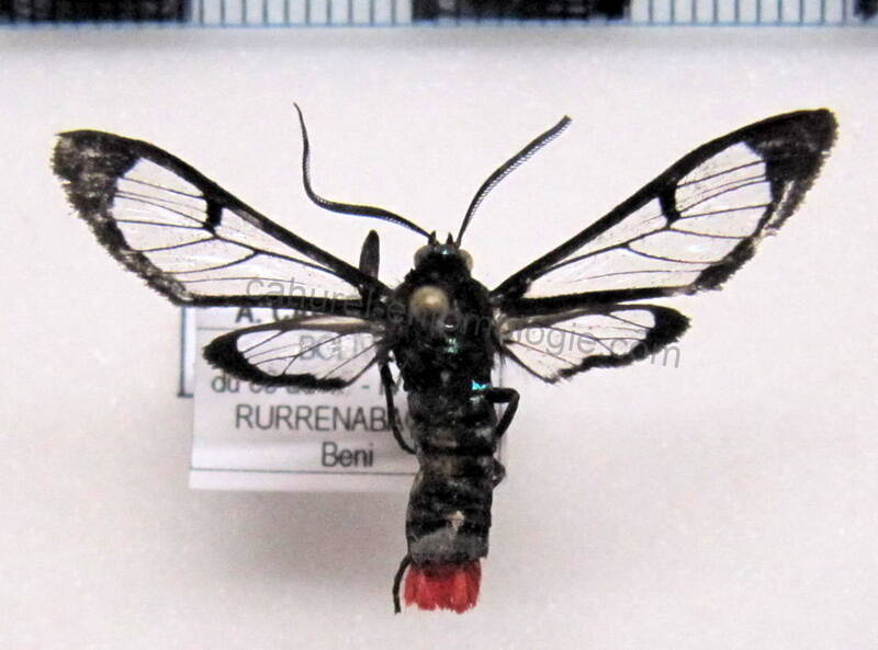 phoenicoprocta_vacillans_bol-standard.jpg