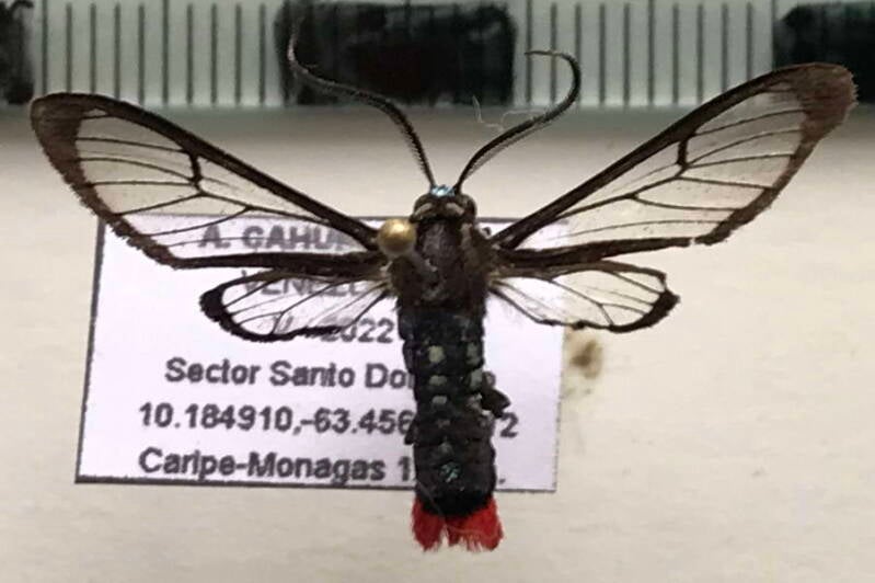phoenicoprocta_vacillans_m01_venz-standard.jpg