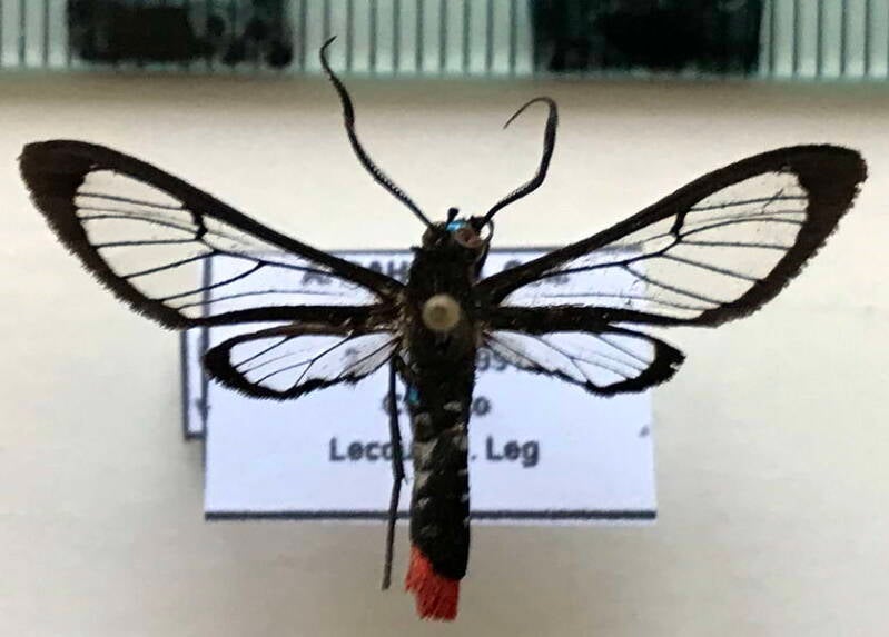 phoenicoprocta_vacillans_m_bol-standard.jpg