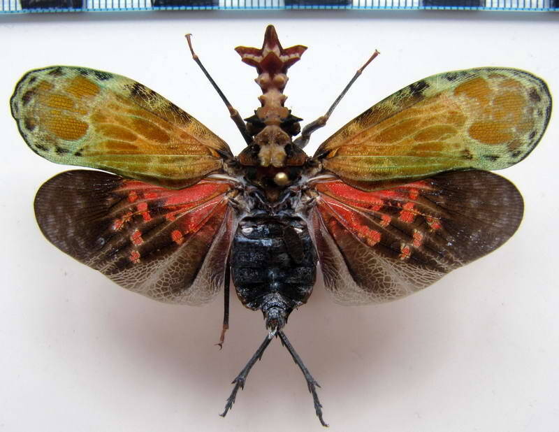 phrictus_diadema_Guyane fr