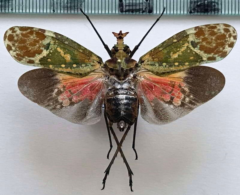 phrictus_hoffmansi_Equateur