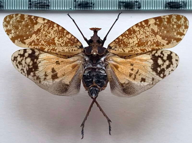 phrictus_xanthopterus_Equateur