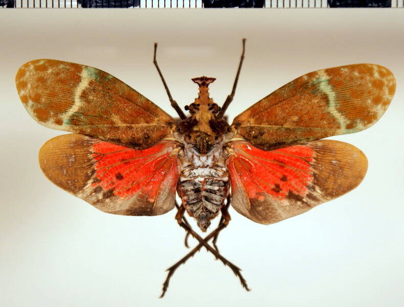 phryctus_diligens_Equateur