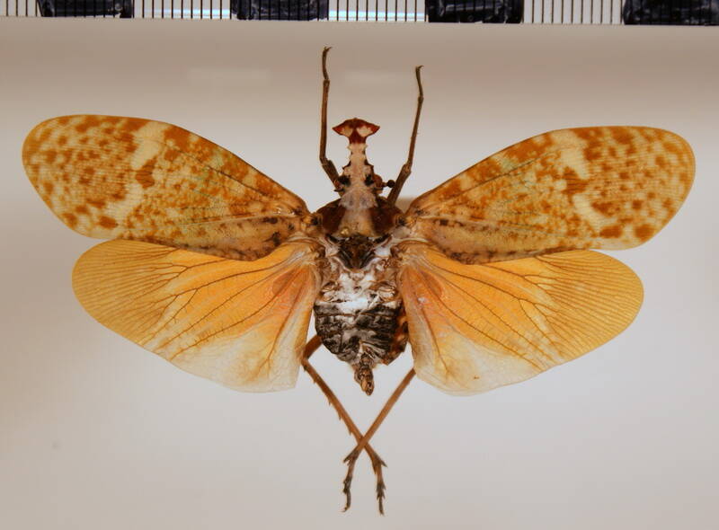 phryctus_moebius_Colombie