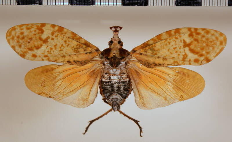 phryctus_moebius_Equateur