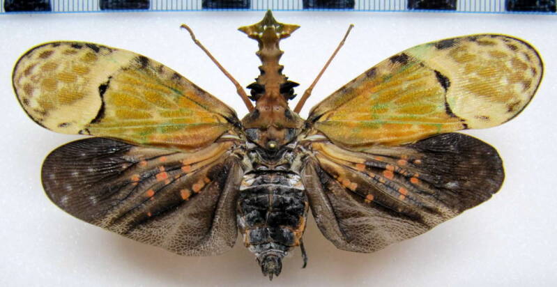 phryctus_quiquepartitus_perou