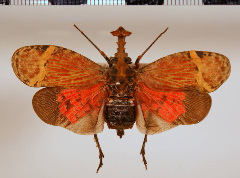 phryctus_tripartitus_m-Equateur