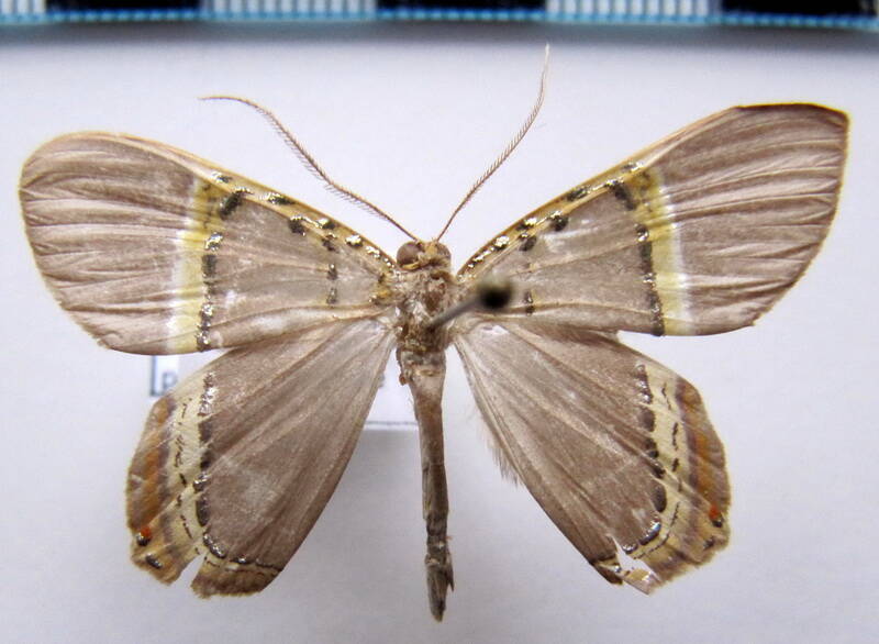 phrygionis_paradoxata_incolorata_gf-standard.jpg