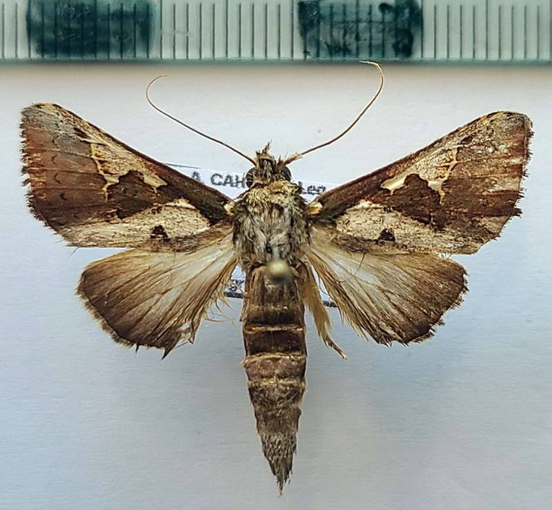 phyllopalpia_maltha_m_gf-standard.jpg