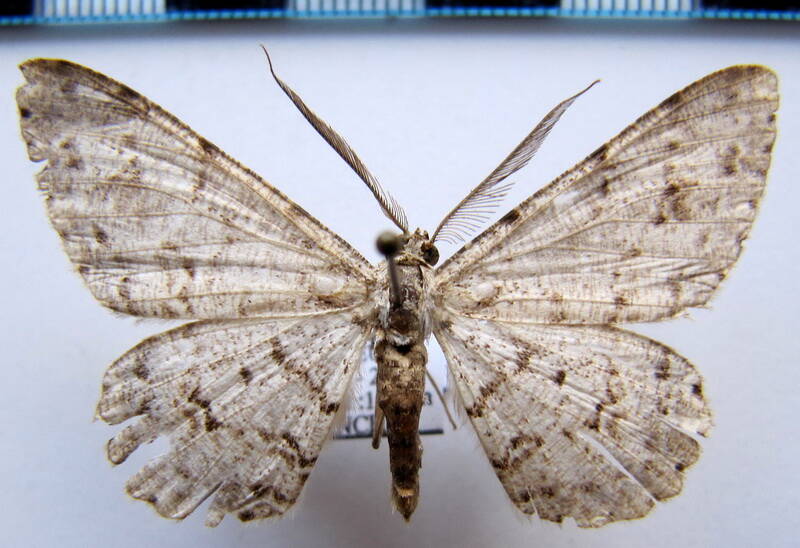 physocleora_sp02_eq-standard.jpg