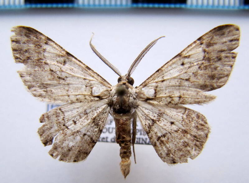 physocleora_sp03_gf-standard.jpg