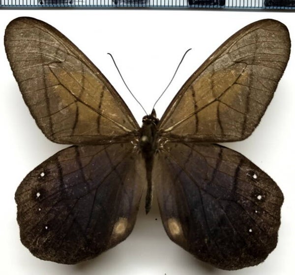 Pierella lamia lamia mâle A1- Equateur