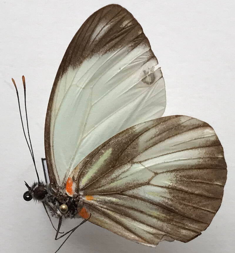 pieriballia_viardi_apicallis_m_eq_v-standard-92dk6u.jpg