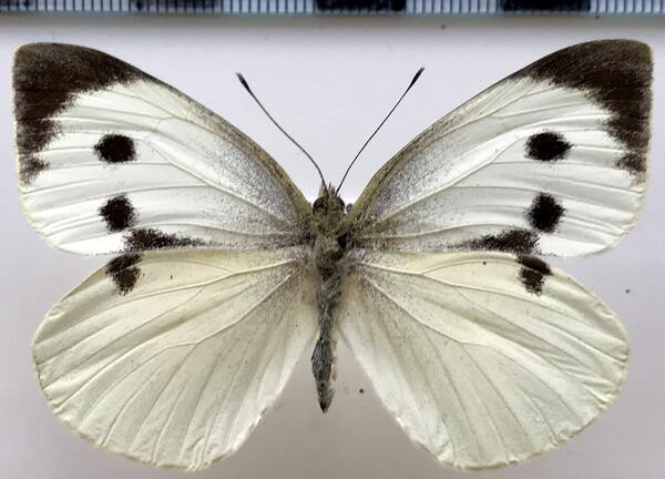 Pieris brassicae femelle  France