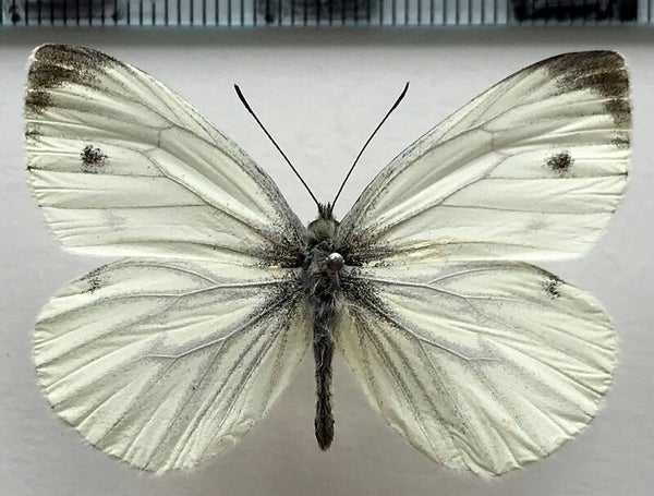 Pieris napi mâle France
