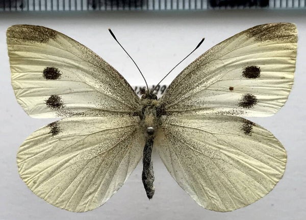 Pieris rapae femelle France