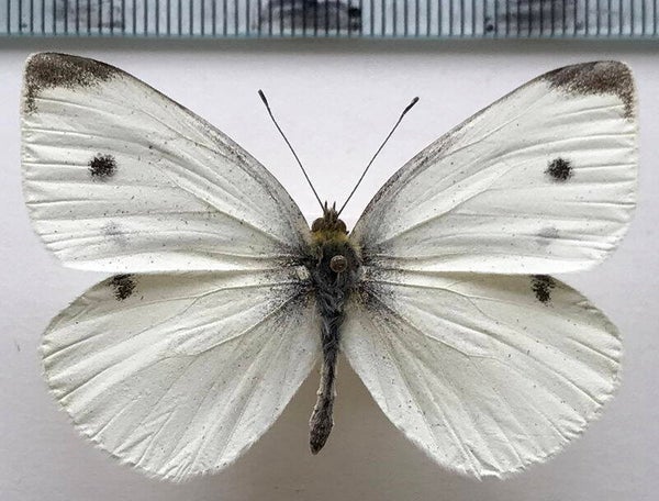 Pieris rapae mâle France