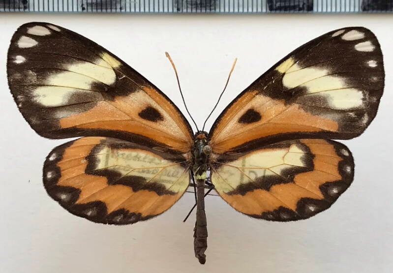 placidina_euryanassa_f01_bresil-standard.jpg