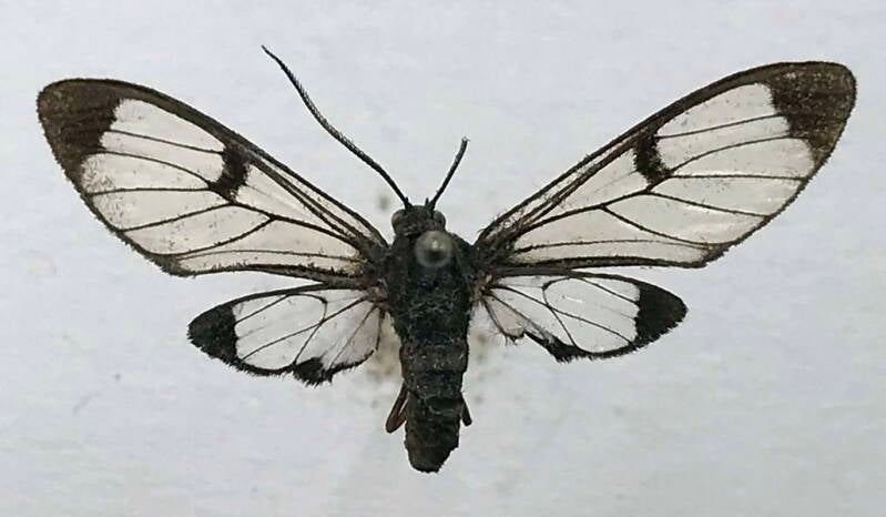 planuncus_absona_f01_eq-standard.jpg