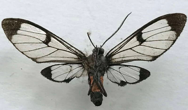 planuncus_absona_f01_eq_v-standard.jpg