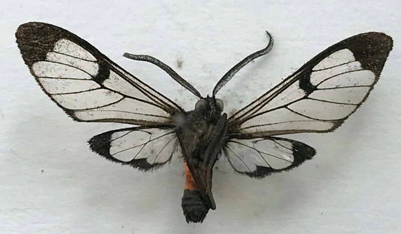 planuncus_absona_m01_eq_v-standard.jpg