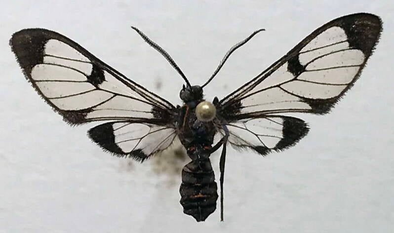 planuncus_cahureli_f01_eqb-standard.jpg