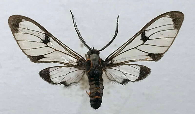planuncus_cahureli_m01_eq-standard.jpg