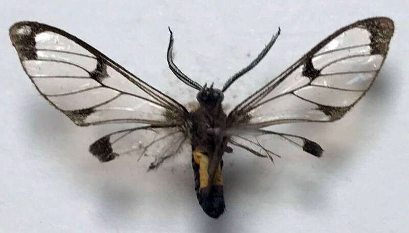 planuncus_cahureli_m03_eq_v-standard.jpg