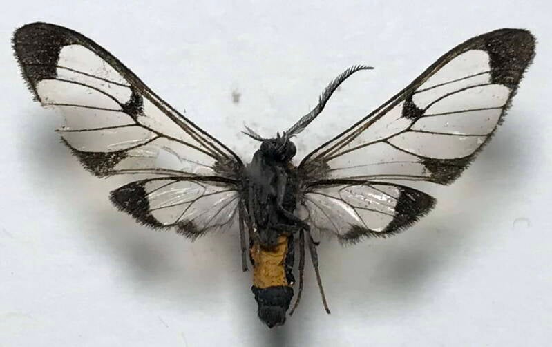planuncus_cahureli_m04_eq_v-standard.jpg