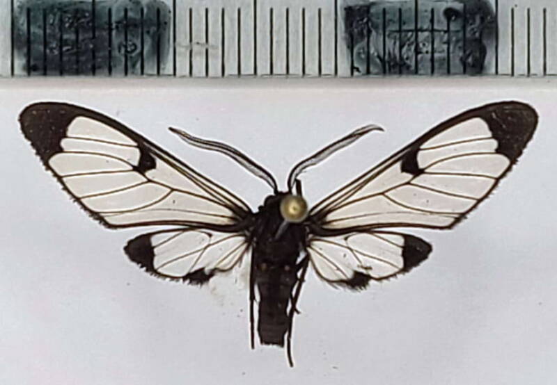planusuncus_absona_m-forme-jaune_eq-standard-92xukt.jpg