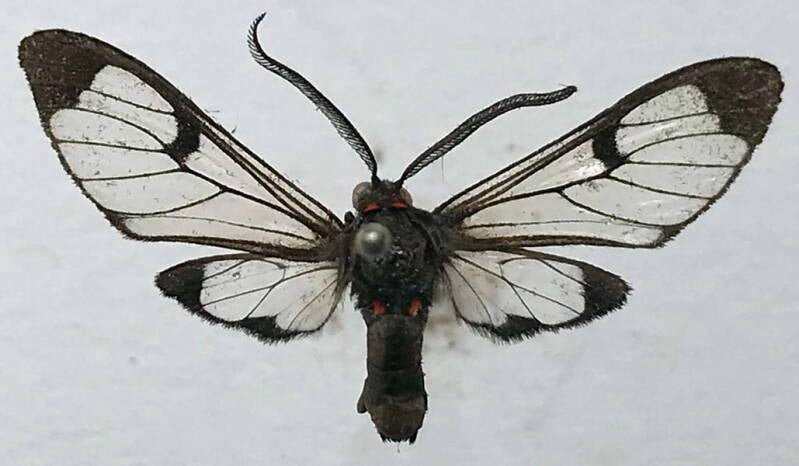 planusuncus_absona_m01_eq-standard-09er5w.jpg