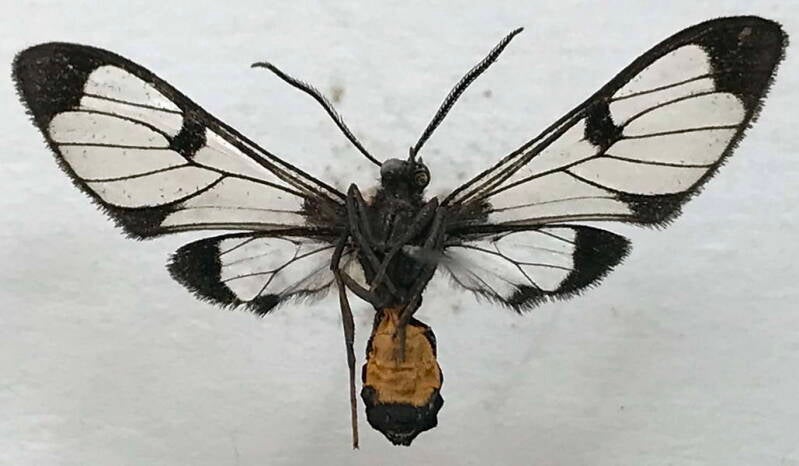 planusuncus_cahureli_f01_eq_v-standard.jpg