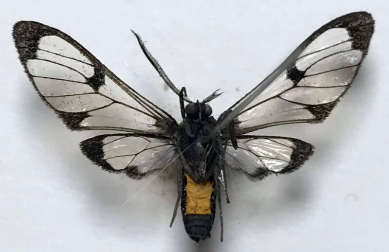 planusuncus_cahureli_m05_eq_v-standard.jpg