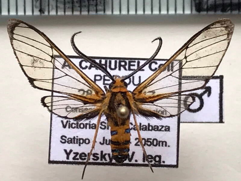 planusuncus_gradosi_m03_perou-standard.jpg