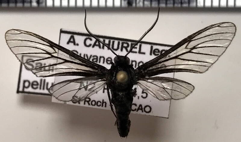 planusuncus_pellucida_m01_gf-standard.jpg