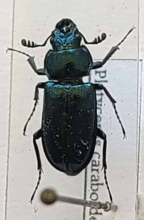 Platycerus caraboides  France