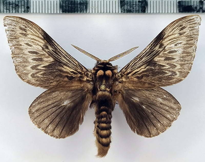 podalia_fuvescens_m_eq-standard.jpg